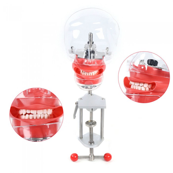 Dental Manikin Phantom Head Training ​Simulator (Typodont Compatible with Nissin Kilgore)