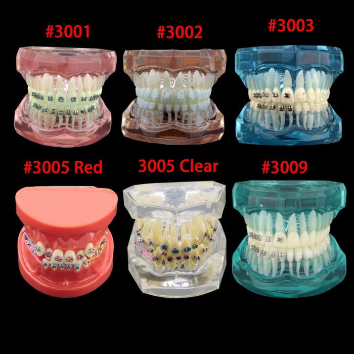 Dental Orthodontic Typodont Model Demonstration Study Training Teeth Model