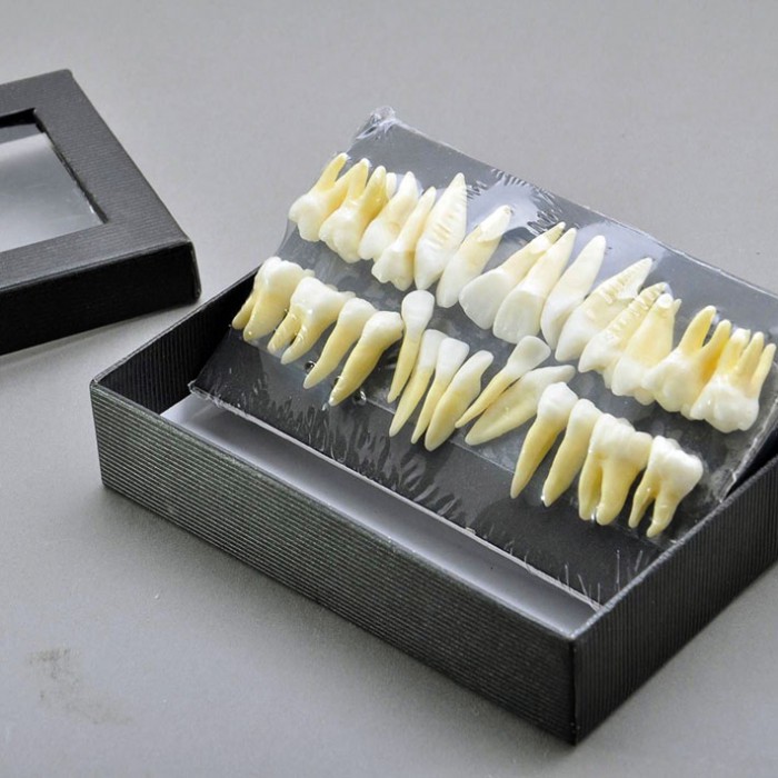 Dental Teeth Model 28Pcs Typodont Demo Teaching Training 7008