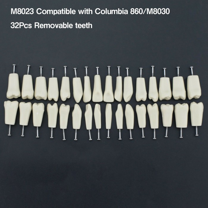 Dental Typodont M8023 32Pcs Replacement Teeth Fit Columbia 860