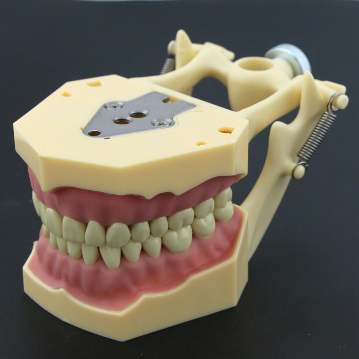 Dental Typodont Model 28/32 M8013/M8014-2 Compatible with Frasaco ANA-4/AG3