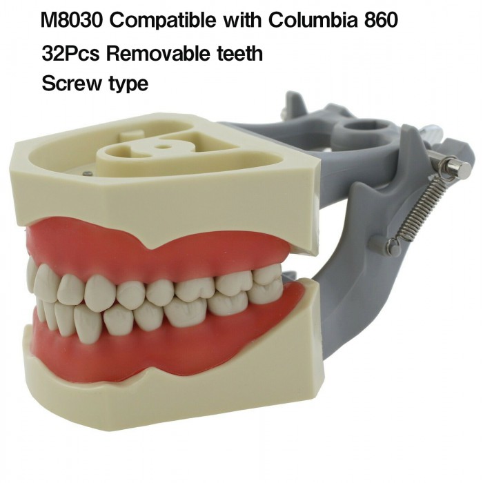 Dental Typodont Model 32Pcs Teeth M8030 Fit Columbia 860