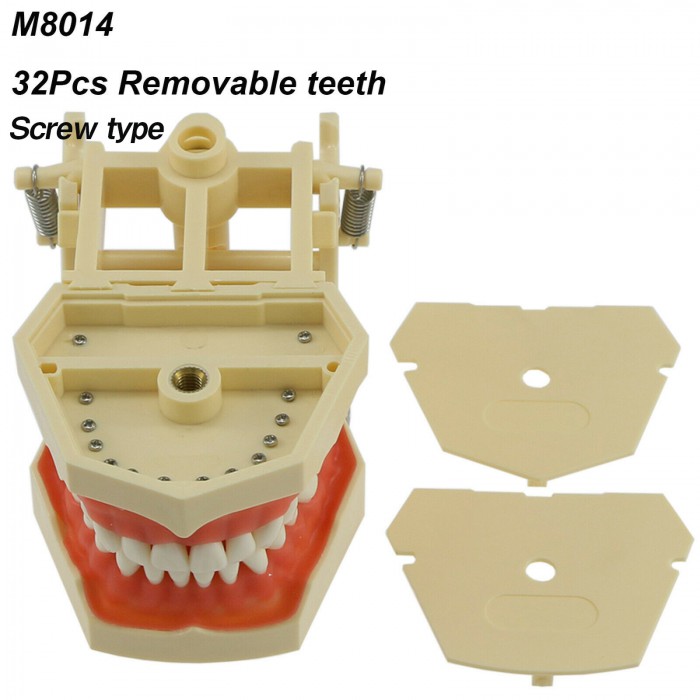 Dental Typodont Model M8014 32Pcs Teeth Fit Frasaco AG3