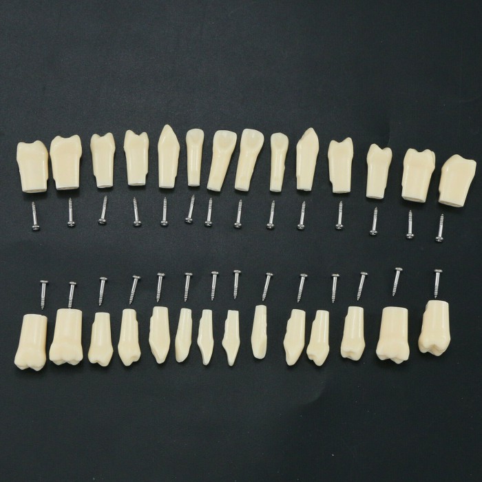 Dental Typodont Replacement Teeth M8024/M8025 Fit Nissin Kilgore 200