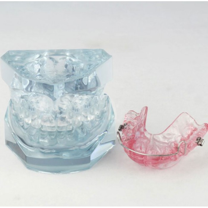 Orthodontic Demonstration Study Demo Education Model M3006