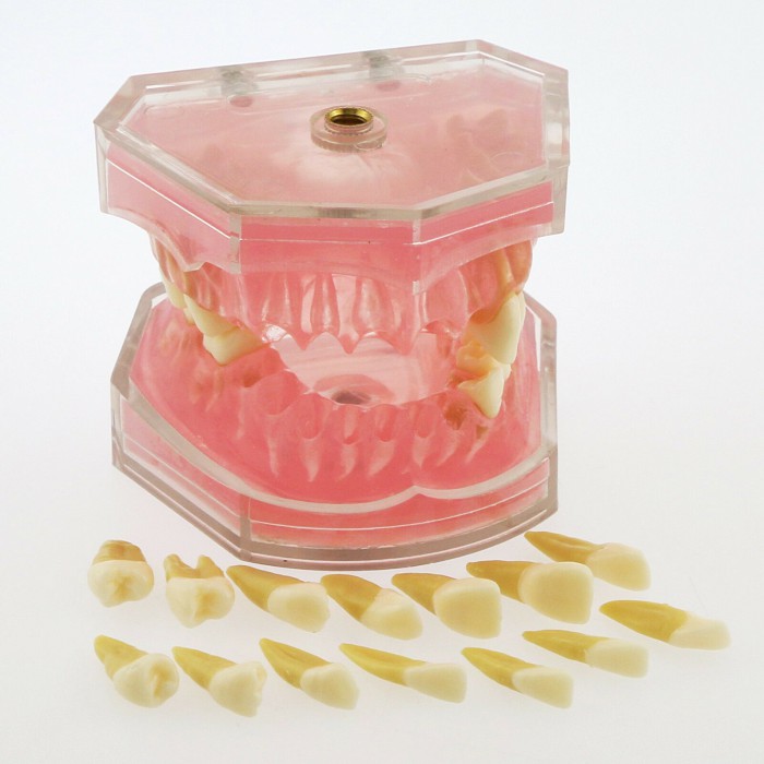 28Pcs Teeth Dental Removable Teeth Model Study Teach Standard Model 4004