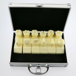 Dental 4 Times Cavity Preparation Study Demo Education Traning Model #7009 01