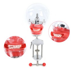 Dental Manikin Phantom Head Training ​Simulator (Typodont Compatible with Nissin Kilgore)