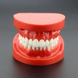 Dental Teach Study Adult Demonstration Teeth Model for Dental Students Patients 7004