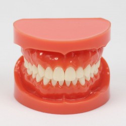 Dental Teach Study Training Model Adult Typodont Demonstration Model 1:1