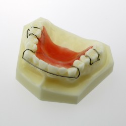 Dental Teeth Model Orthodontic Demonstration Study Traning Model #3007 01