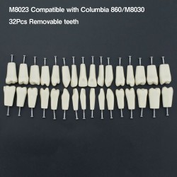 Dental Typodont M8023 32Pcs Replacement Teeth Fit Columbia 860