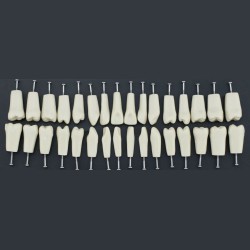 Dental Typodont M8023 32Pcs Replacement Teeth Fit Columbia 860