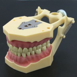 Dental Typodont Model 28/32 M8013/M8014-2 Compatible with Frasaco ANA-4/AG3