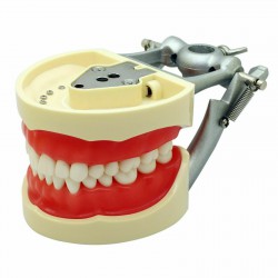 Dental Typodont Model 28/32Pcs Teeth M8011/M8012 Fit Nissin Kilgore 200