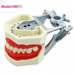 Dental Typodont Model 28/32Pcs Teeth M8011/M8012 Fit Nissin Kilgore 200