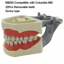 Dental Typodont Model 32Pcs Teeth M8030 Fit Columbia 860