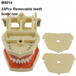 Dental Typodont Model M8014 32Pcs Teeth Fit Frasaco AG3