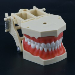 Dental Typodont Model M8014 32Pcs Teeth Fit Frasaco AG3