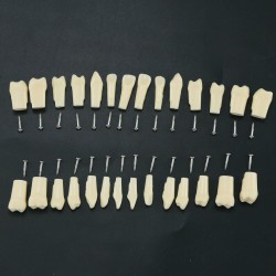 Dental Typodont Replacement Teeth M8024/M8025 Fit Nissin Kilgore 200