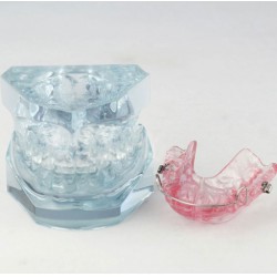 Orthodontic Demonstration Study Demo Education Model M3006
