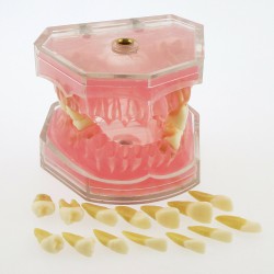 28Pcs Teeth Dental Removable Teeth Model Study Teach Standard Model 4004