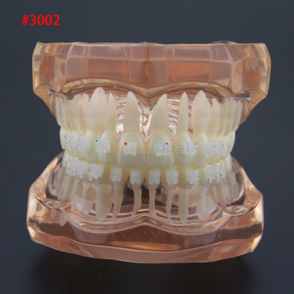 Dental Orthodontic Typodont Model Demonstration Study Training Teeth Model