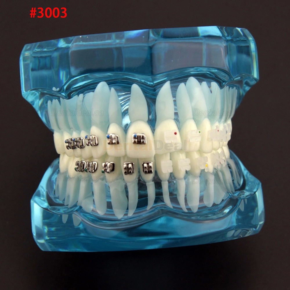 Dental Orthodontic Typodont Model Demonstration Study Training Teeth Model