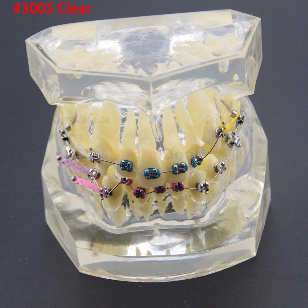 Dental Orthodontic Typodont Model Demonstration Study Training Teeth Model