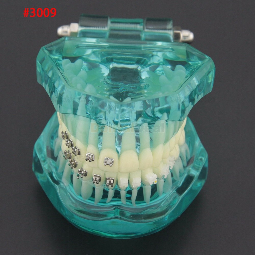 Dental Orthodontic Typodont Model Demonstration Study Training Teeth Model
