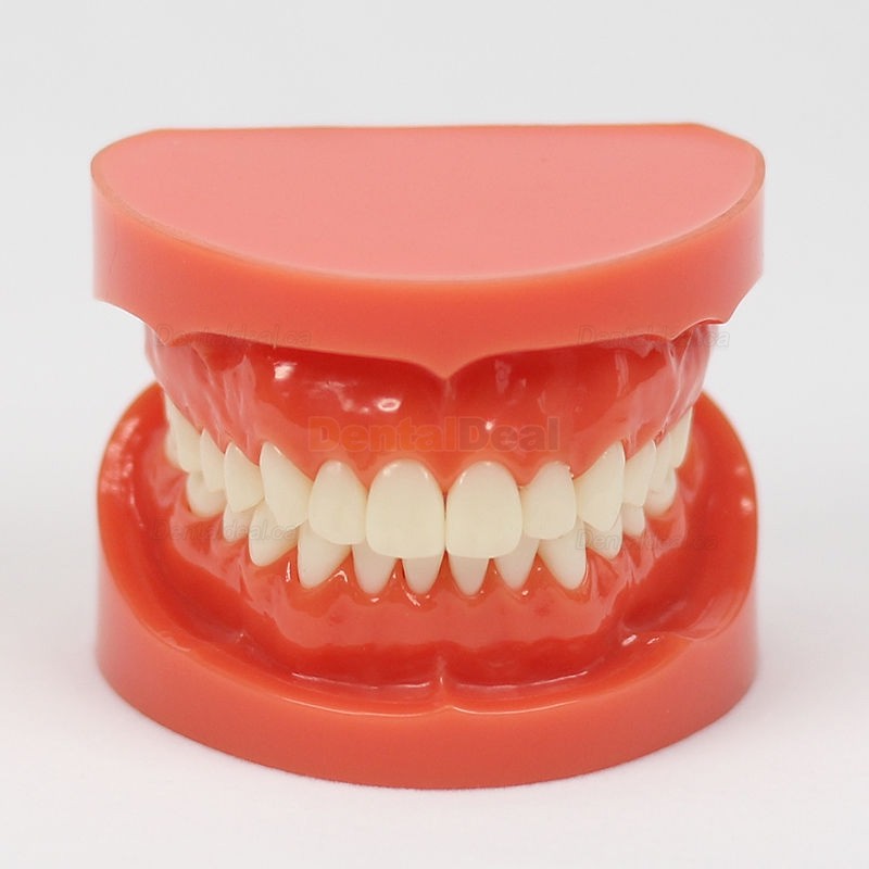 Dental Teach Study Training Model Adult Typodont Demonstration Model 1:1