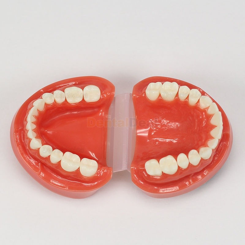 Dental Teach Study Training Model Adult Typodont Demonstration Model 1:1