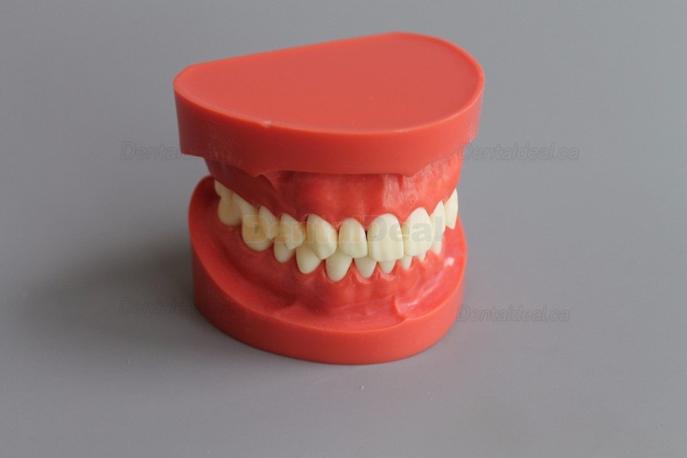 Dental Teach Study Training Model Adult Typodont Demonstration Model 1:1