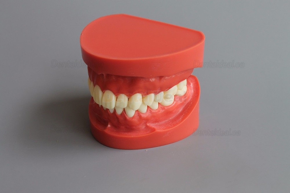 Dental Teach Study Training Model Adult Typodont Demonstration Model 1:1