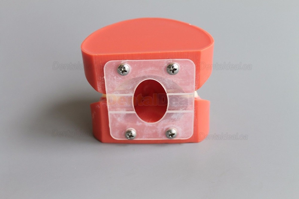 Dental Teach Study Training Model Adult Typodont Demonstration Model 1:1