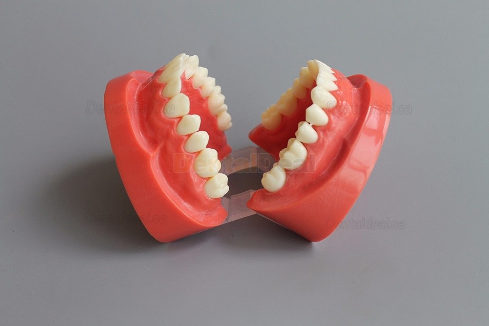 Dental Teach Study Training Model Adult Typodont Demonstration Model 1:1