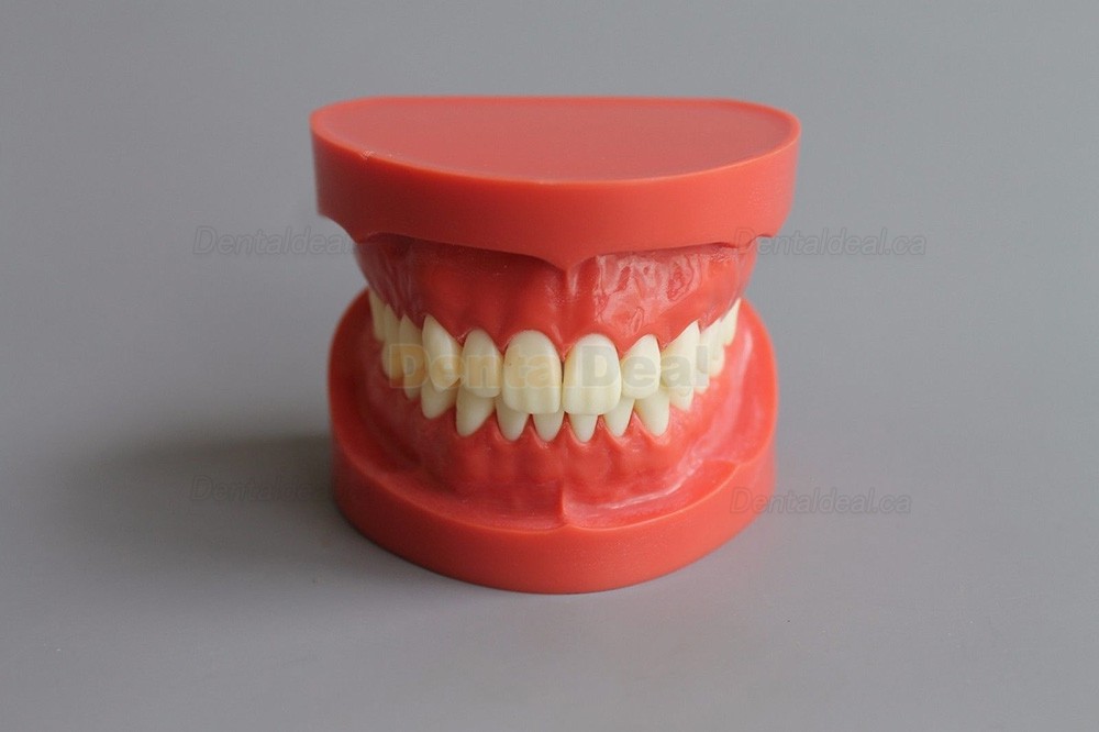 Dental Teach Study Training Model Adult Typodont Demonstration Model 1:1