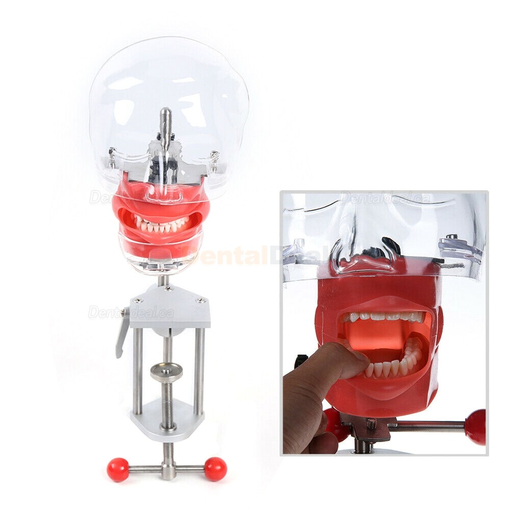 BD402 Portable Dental Unit+ LY-L201 Handpiece Kit + Manikin Phantom Head + Curing Light