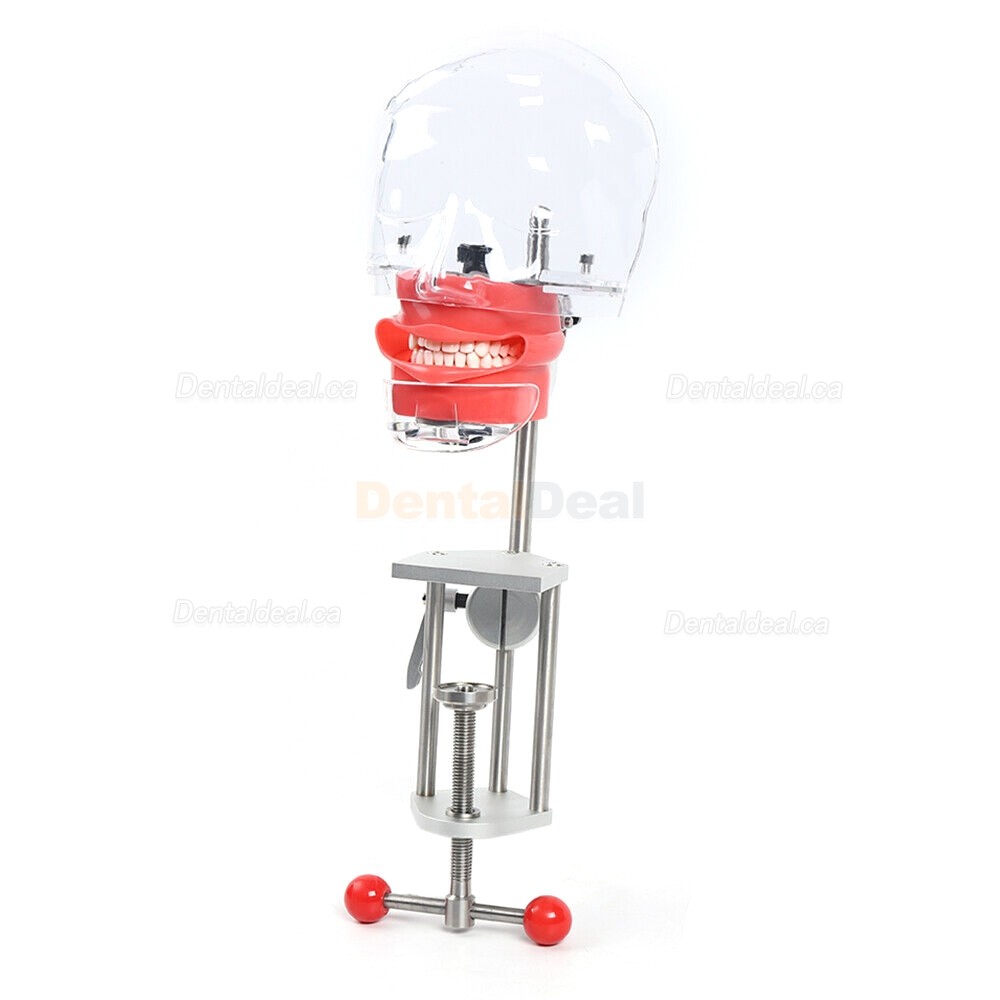 BD402 Portable Dental Unit+ LY-L201 Handpiece Kit + Manikin Phantom Head + Curing Light