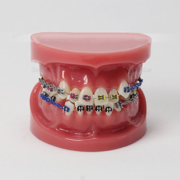 Dental Teeth Demo Model With Bracket Standard Study Education Model M3005