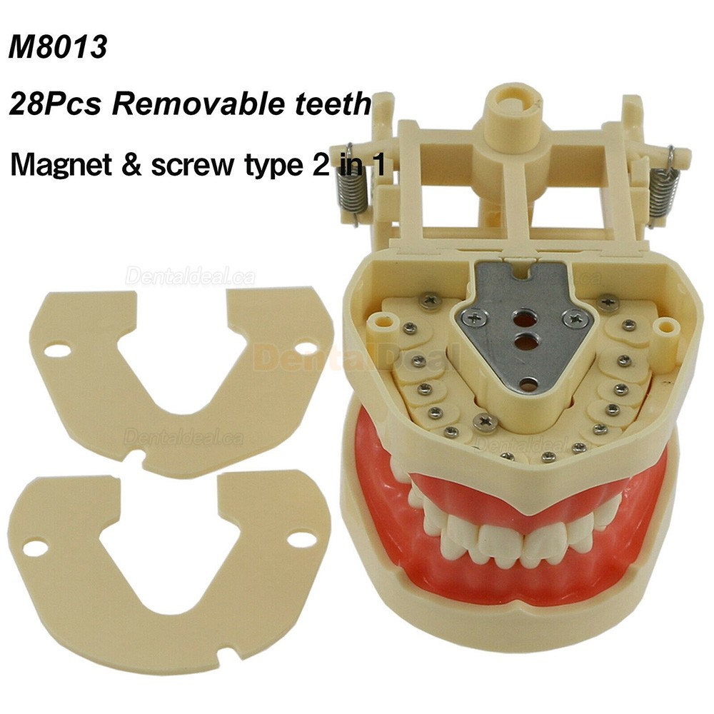 Dental Typodont Model 28/32 M8013/M8014-2 Compatible with Frasaco ANA-4/AG3