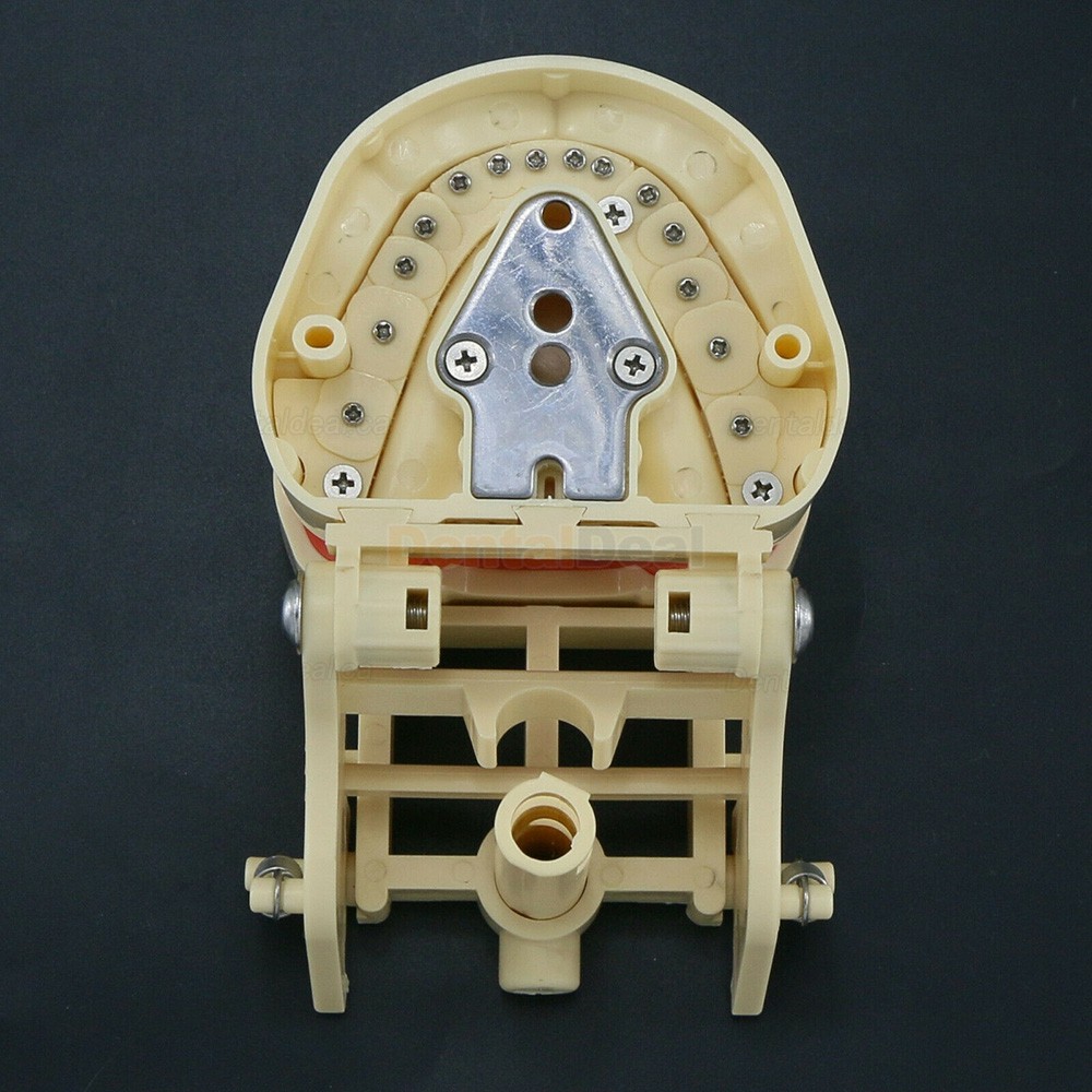 Dental Typodont Model 28/32 M8013/M8014-2 Compatible with Frasaco ANA-4/AG3