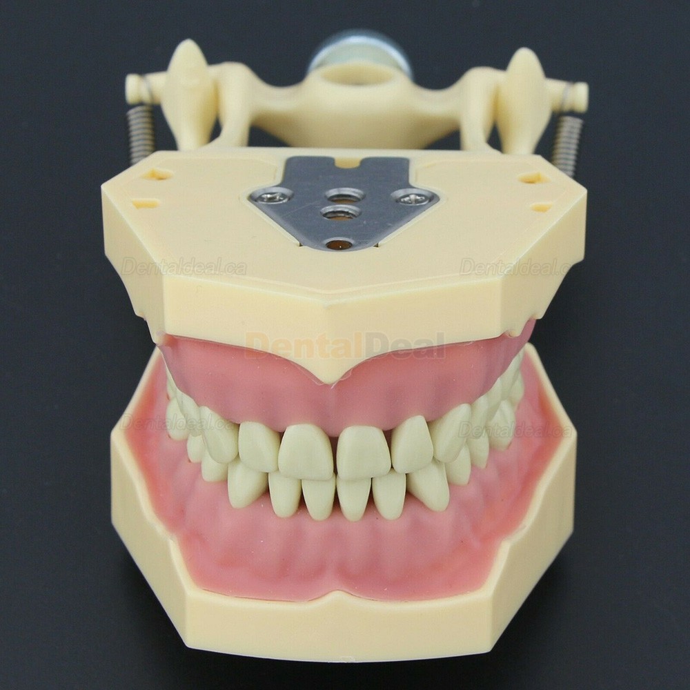 Dental Typodont Model 28/32 M8013/M8014-2 Compatible with Frasaco ANA-4/AG3