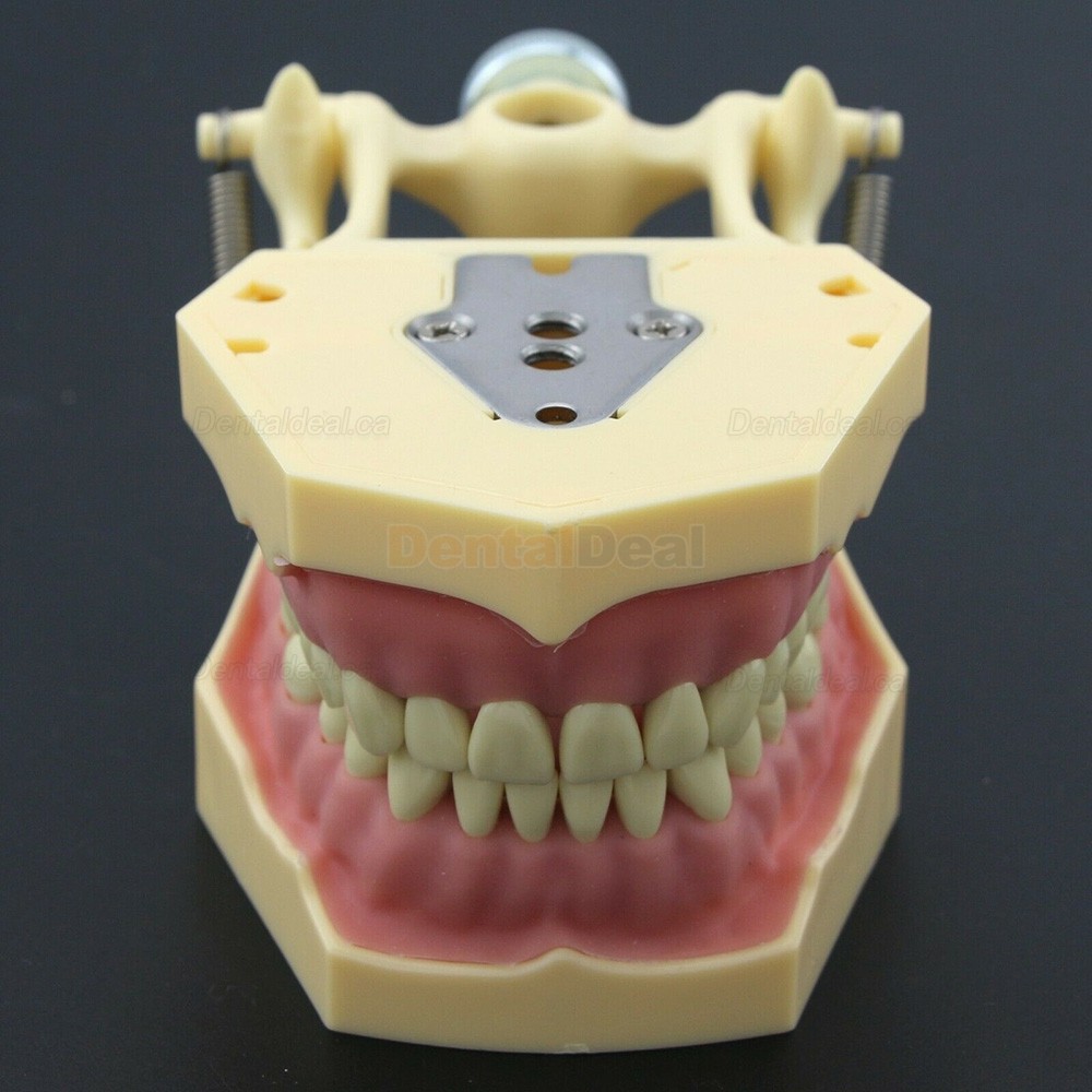 Dental Typodont Model 28/32 M8013/M8014-2 Compatible with Frasaco ANA-4/AG3
