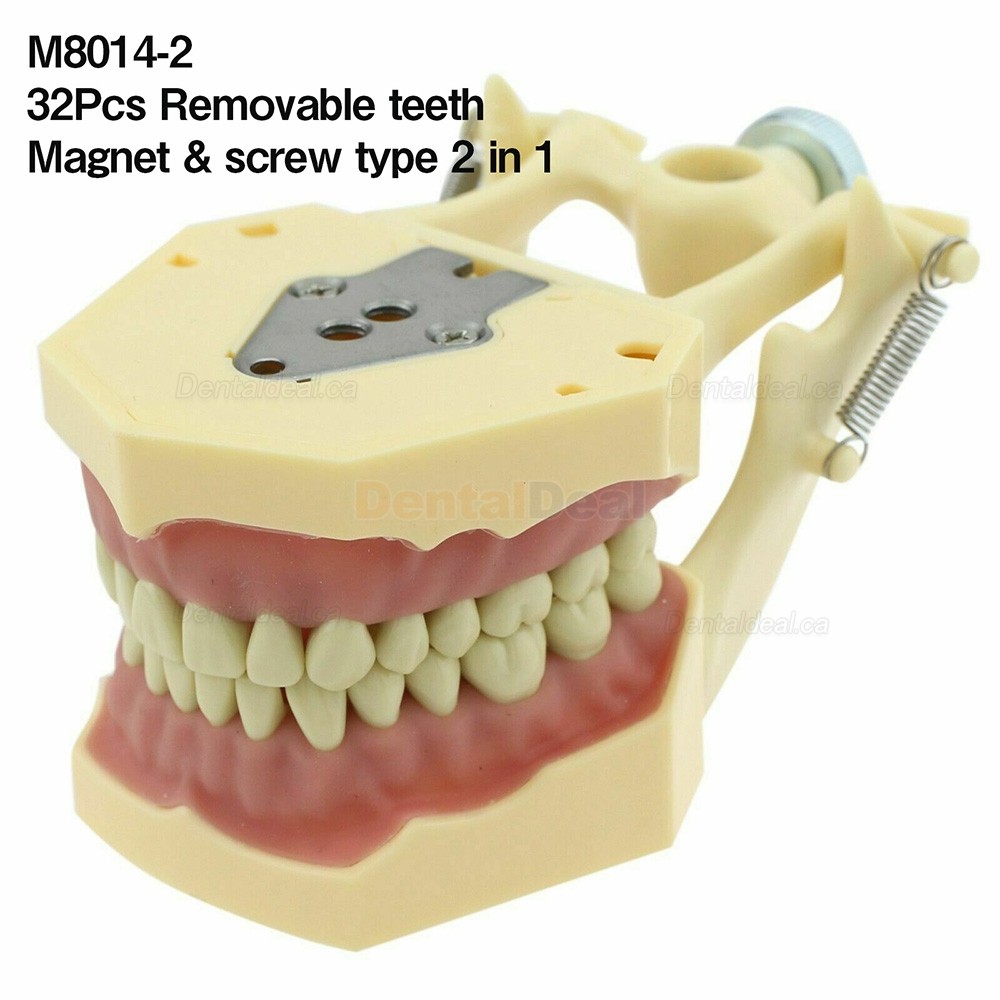 Dental Typodont Model 28/32 M8013/M8014-2 Compatible with Frasaco ANA-4/AG3