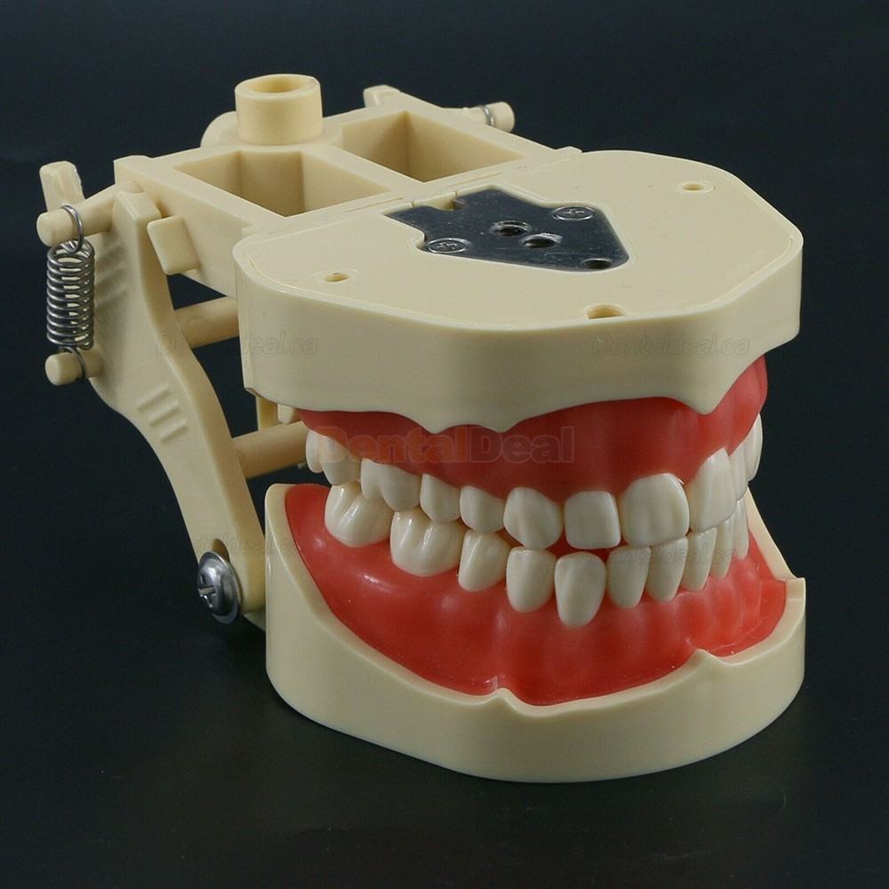 Dental Typodont Model 28/32 M8013/M8014-2 Compatible with Frasaco ANA-4/AG3