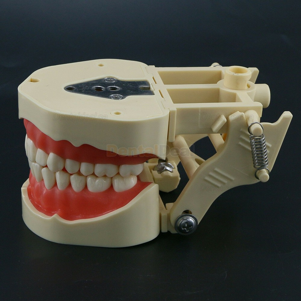 Dental Typodont Model 28/32 M8013/M8014-2 Compatible with Frasaco ANA-4/AG3