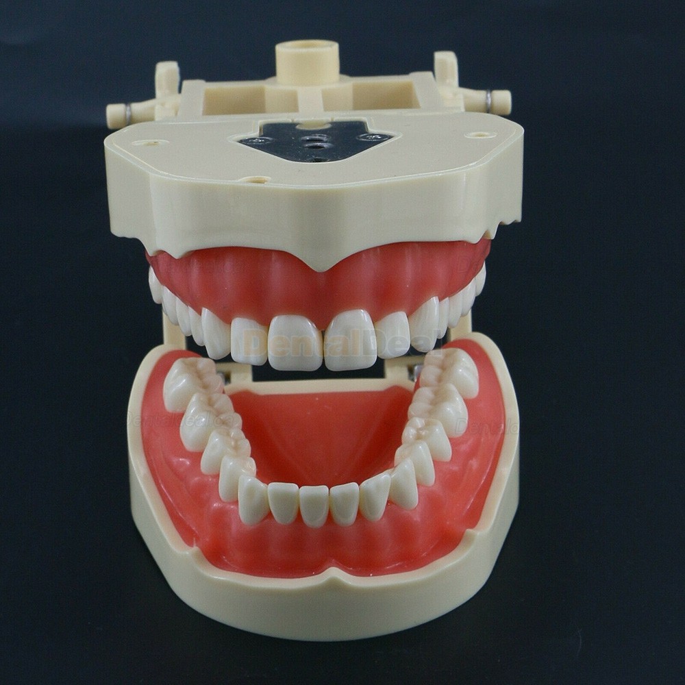 Dental Typodont Model 28/32 M8013/M8014-2 Compatible with Frasaco ANA-4/AG3