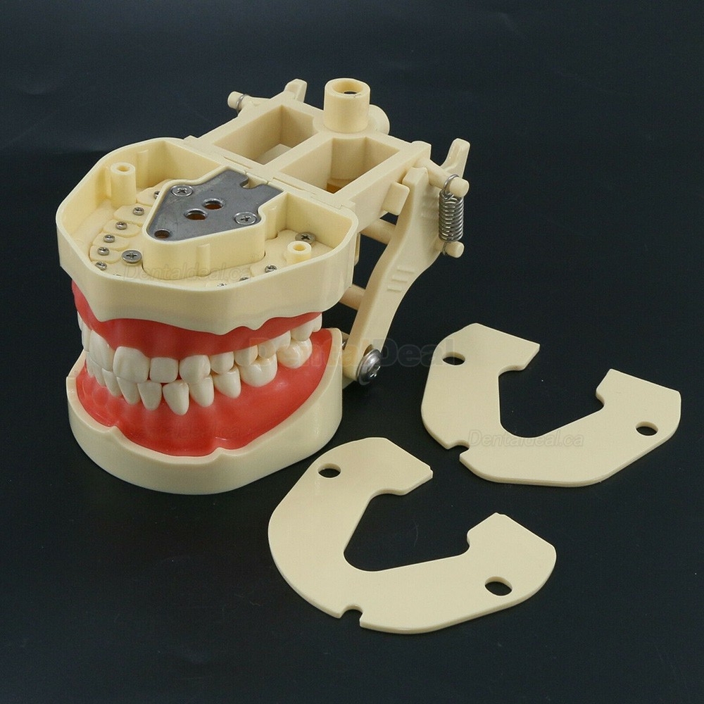 Dental Typodont Model 28/32 M8013/M8014-2 Compatible with Frasaco ANA-4/AG3