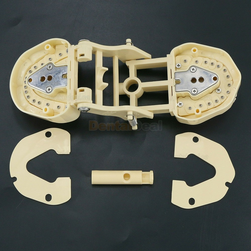 Dental Typodont Model 28/32 M8013/M8014-2 Compatible with Frasaco ANA-4/AG3